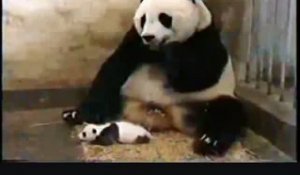 Le bébé panda qui fait peur à sa maman en éternuant