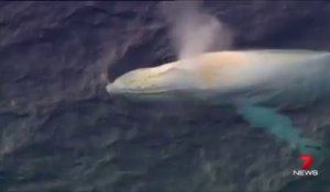 Une baleine à bosse apparaît au large des côtes Australiennes