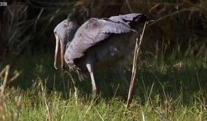 Le bec-en-sabot maitrise l'art de la pêche