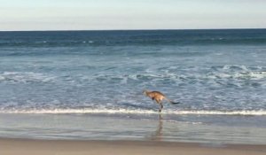 Un kangourou fait son footing sur la plage en Australie!