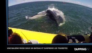 Une baleine passe sous un bateau de touristes, les images impressionnantes (Vidéo)