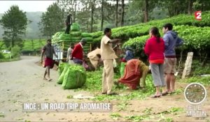 Inde: la route du thé