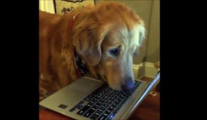 Ce chien ne décolle pas ses yeux d'une vidéo d'écureuil sur l'ordinateur haha