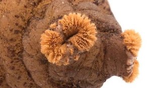 Ce Pauvre Chaton A Une Larve De Mouche Mangoworm Dans La Pate Sur Orange Videos