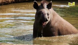 Notre tapir découvre son enclos