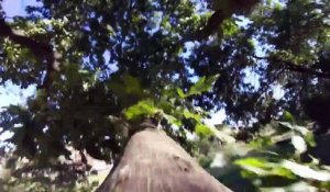 Un écureuil se saisit d'une GoPro et filme la suite comme un pro
