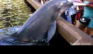 Un dauphin vole l'iPad d'une femme