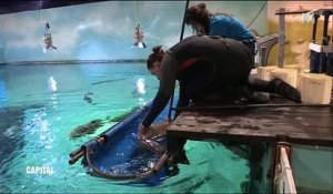 Un soigneur se fait manger le bras par un requin alors qu'il vient de l'anesthésier ! Regardez