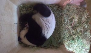 Naissance de jumeaux pandas conçus naturellement à Vienne