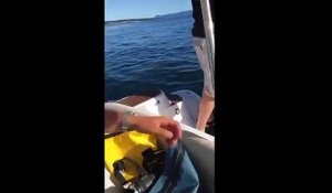Un phoque attaqué par des orques se réfugie sur un bateau