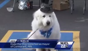 Un chien est élu maire pour la 3ème fois dans un village des Etats-Unis (vidéo)