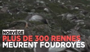 Norvège : plus de 300 rennes meurent foudroyés lors d'un orage