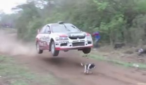 Un pilote de rallye évite de justesse un chien