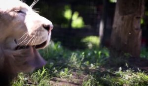 Très rare : naissance d'un lionceau dans un zoo de Hongrie