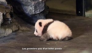 Les premiers pas d’un bébé panda