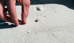 Des touristes aident un bernard l'hermite à trouver une nouvelle coquille !
