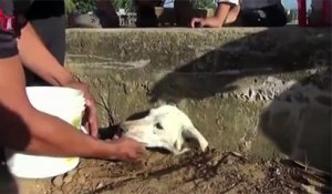 Pérou: pris au piège et assoiffé, ce chien est secouru par les villageois
