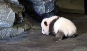 L'instant meugnon : les premiers pas d'un bébé panda belge