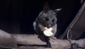 Ce petit écureuil Australien mange sur une branche.. Trop mignon