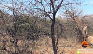 Une girafe ne peut rien faire contre des lions qui attaquent