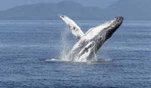 Baleines : comment les observer sans les déranger ? - LTOM