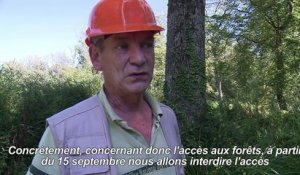 Victimes d'un champignon, des forêts de frêne du nord agonisent