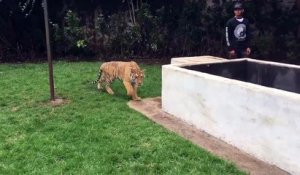 Quand Lewis Hamilton fait peur à un tigre !