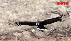 Bolivie: un condor reprend sa liberté dans la cordillère des Andes