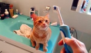 Un chat adore la brosse à dents électrique