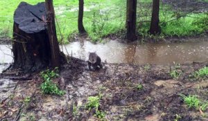 Un koala perdu pendant les inondations en Australie