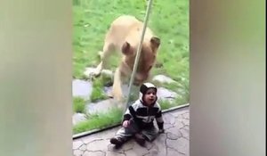 Ce lion veut bouffer un bébé