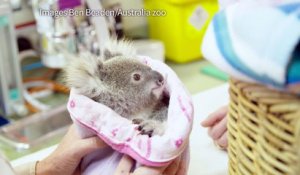 Australie: un koala orphelin se console avec une peluche