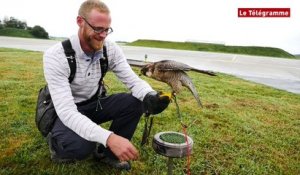 BAN de Landivisiau. Les rapaces veillent sur les avions