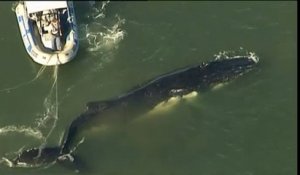 Une baleine à bosse sauvée d'un filet de pêche en Australie