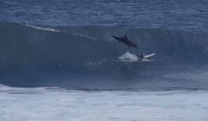 Australie : un dauphin saute et percute un surfeur