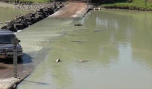 2 crocodiles traversent une route inondée pour pêcher devant des touristes