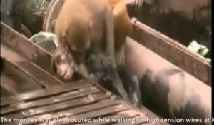 Monkey saves dying friend, just like a doctor