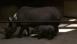 Les premiers pas d'un petit rhinocéros dans un zoo américain