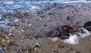 Un homme prétend avoir découvert une sirène morte sur une plage en Angleterre