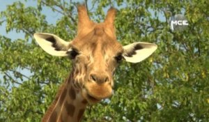 MCE a testé : devenir soigneuse de girafes au zoo de Vincennes