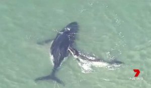Ce baleineau veut sauver sa mère coincée sur le sable
