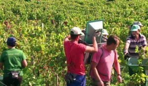 Dans le Médoc, le Château Montrose se convertit au bio