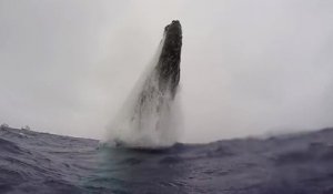 Une baleine à bosse saute sous ses yeux