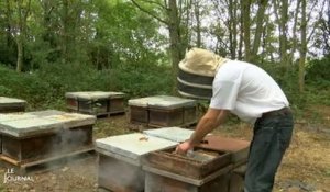 Crise apicole : Rencontre avec Julien Delaunay (Vendée)