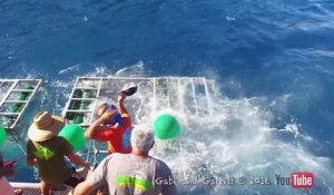 Pris de panique, un grand requin blanc s'introduit dans la cage d'un plongeur