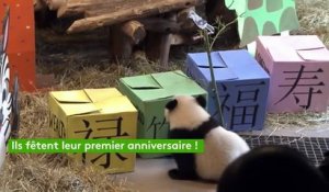 Deux pandas géants jouent aux “boîtes de la fortune”