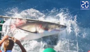 Un grand requin blanc attaque un bateau de touristes ! - Le rewind du vendredi 14 octobre 2016.