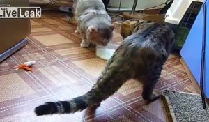 Duel épique entre deux chats qui se disputent un bol de lait