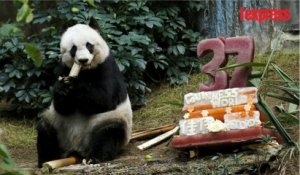 Hong Kong: le plus vieux panda du monde en captivité est mort