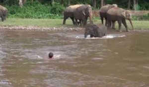 Un homme est sauvé de la noyade par un éléphant dans une rivière déchaînée !